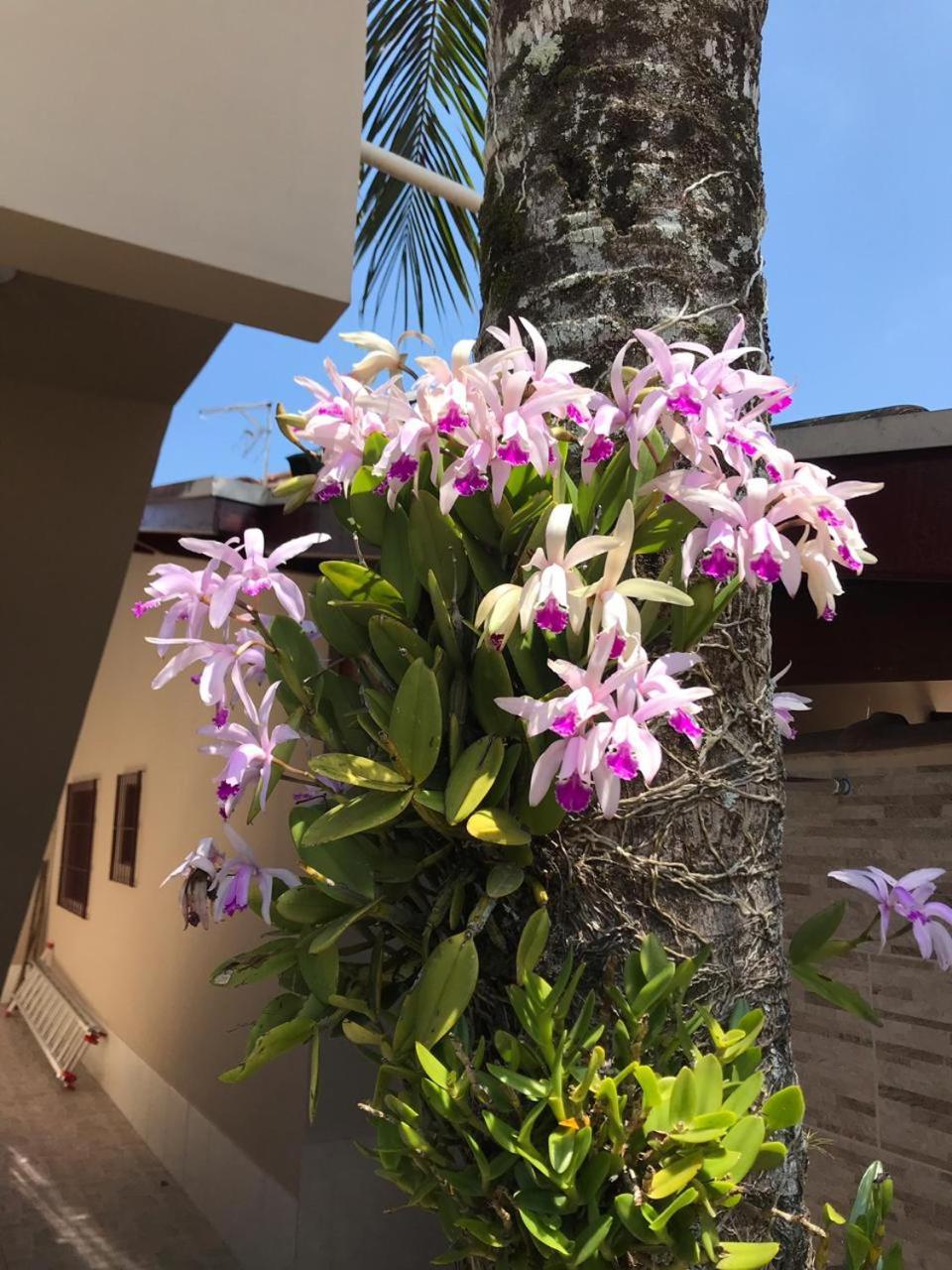 Recanto Lorenzi - Apartamentos Ubatuba Exterior photo